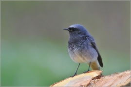 <p>REHEK DOMÁCÍ (Phoenicurus ochruros) /Black redstart - Hausrotschwanz/</p>